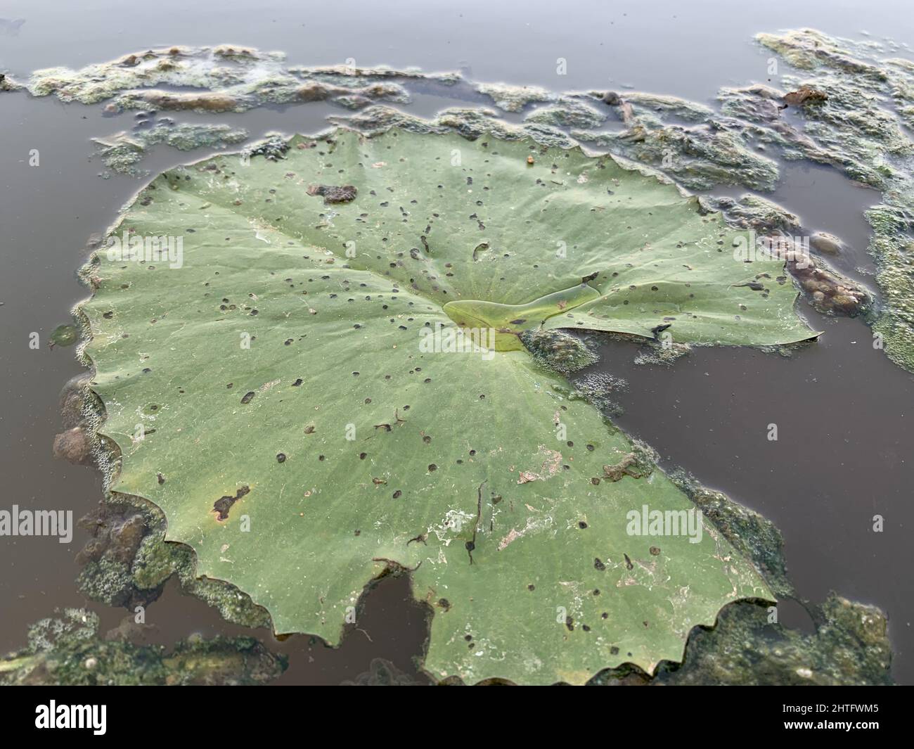 Green lotus leaf on water surface Stock Photo - Alamy