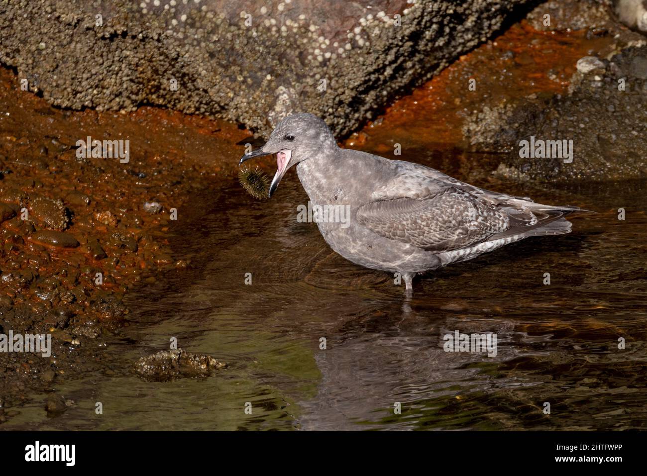 Glaucous Winged Gull eat Sea urchins at Vancouver BC Canada Stock Photo
