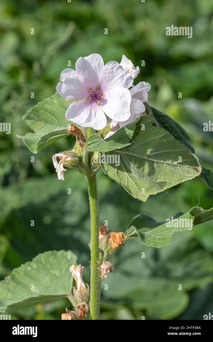 Close up of a marsh  mallow (althaea officinalis) flower in bloom Stock Photo