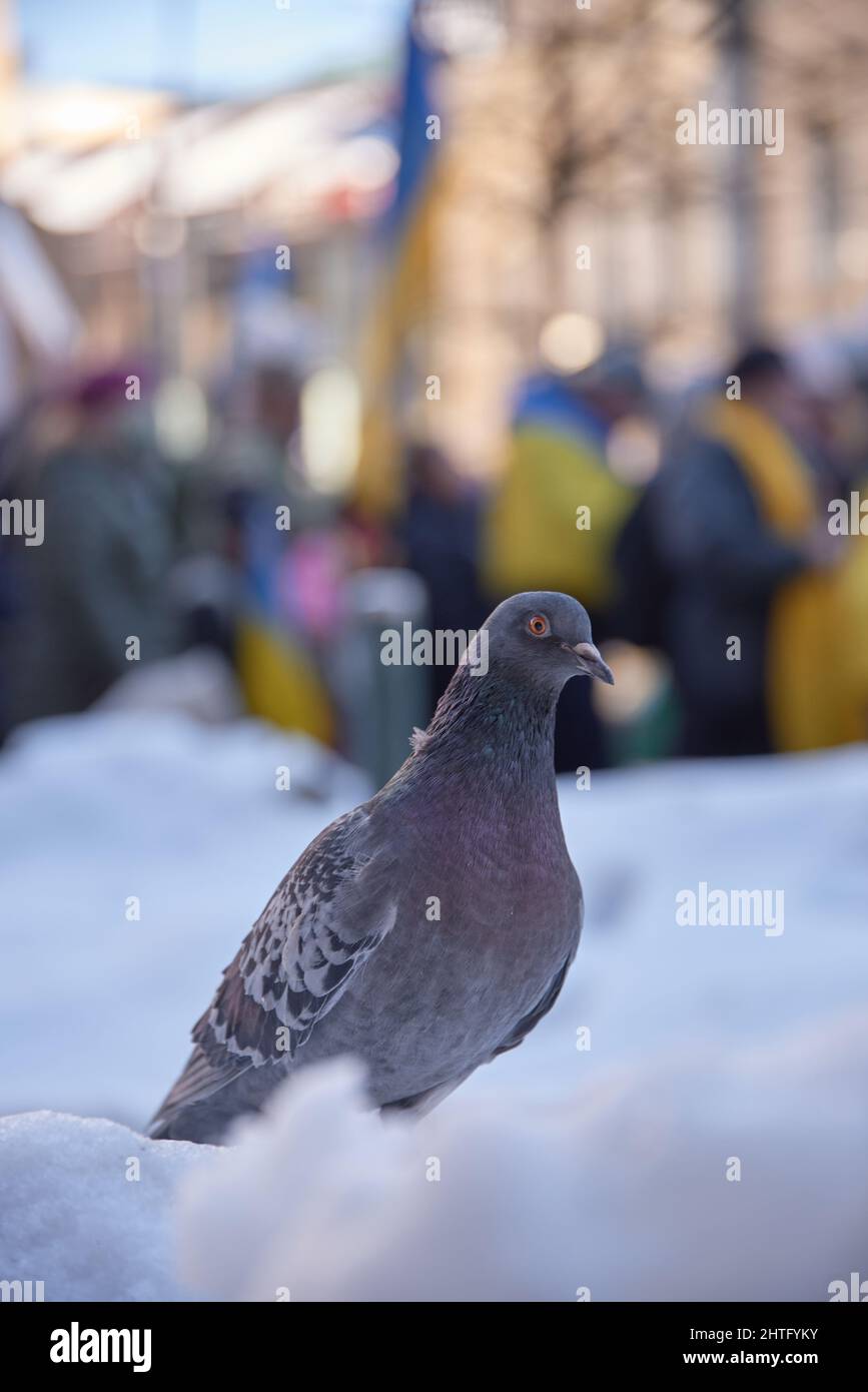 Helsinki, Finland - February 26, 2022: Lonely pigeon standing in a snow with a rally against Russia’s military occupation in Ukraine in downtown Helsi Stock Photo