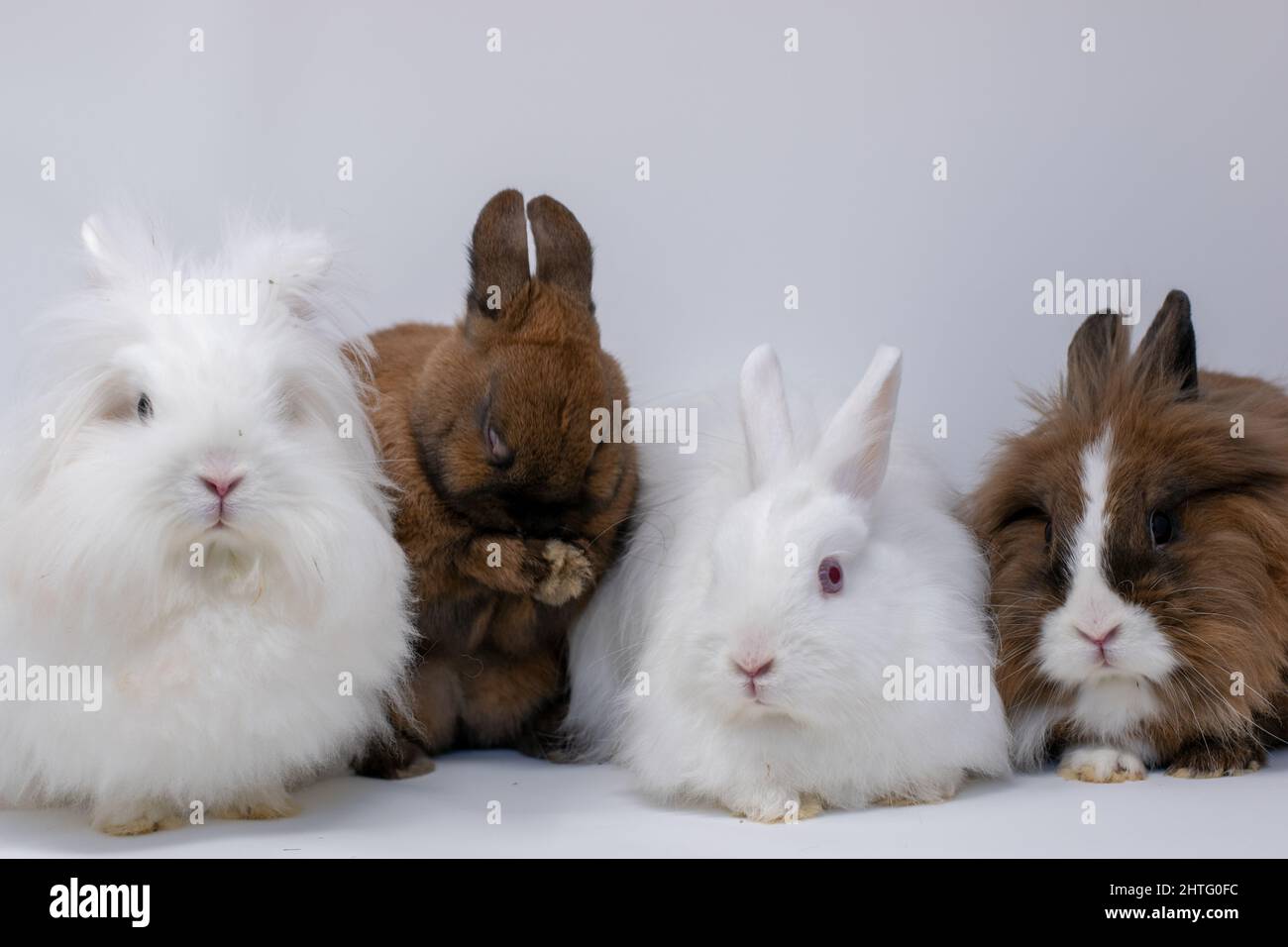 Other Rabbits Group of cute domestic rabbits sitting very close to each other Stock ...