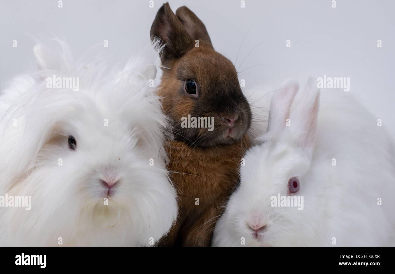 Group of adorable rabbits on a white background Stock Photo - Alamy