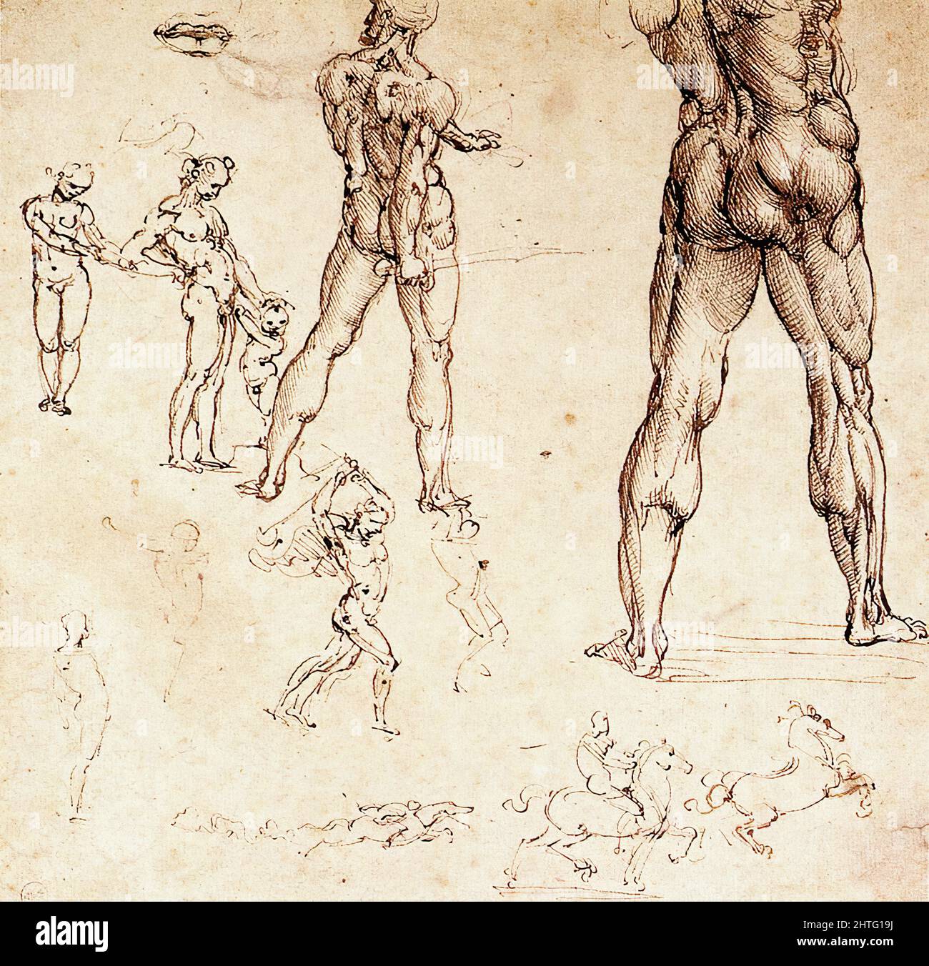 Leonardo Da Vinci -  Anatomical Studies C 1505 Stock Photo