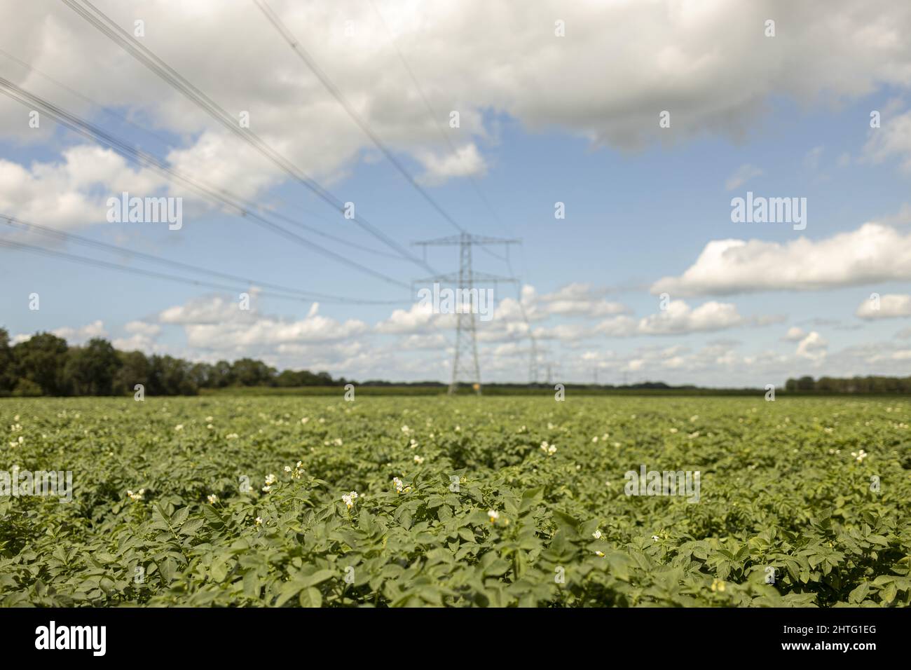 Agriculture potato farmland against blue sky Stock Photo