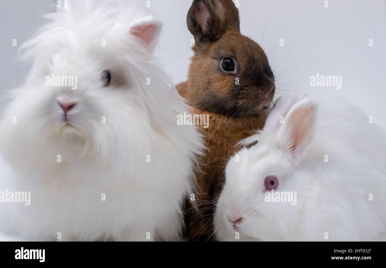 Portrait of adorable rabbits on a white background Stock Photo - Alamy