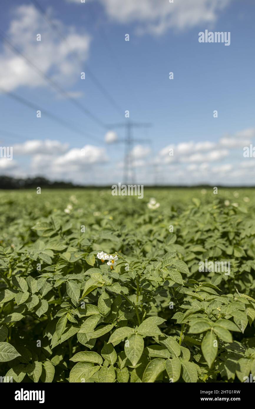 Agriculture potato farmland with electricity towers Stock Photo