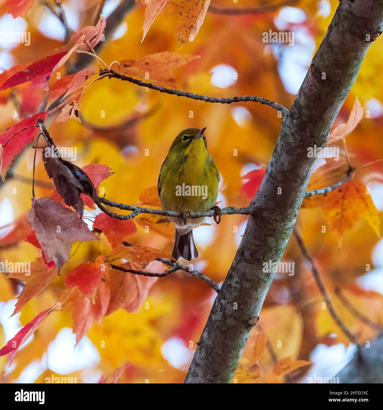 Yellow-throated Verio seen against Fall Colors Stock Photo