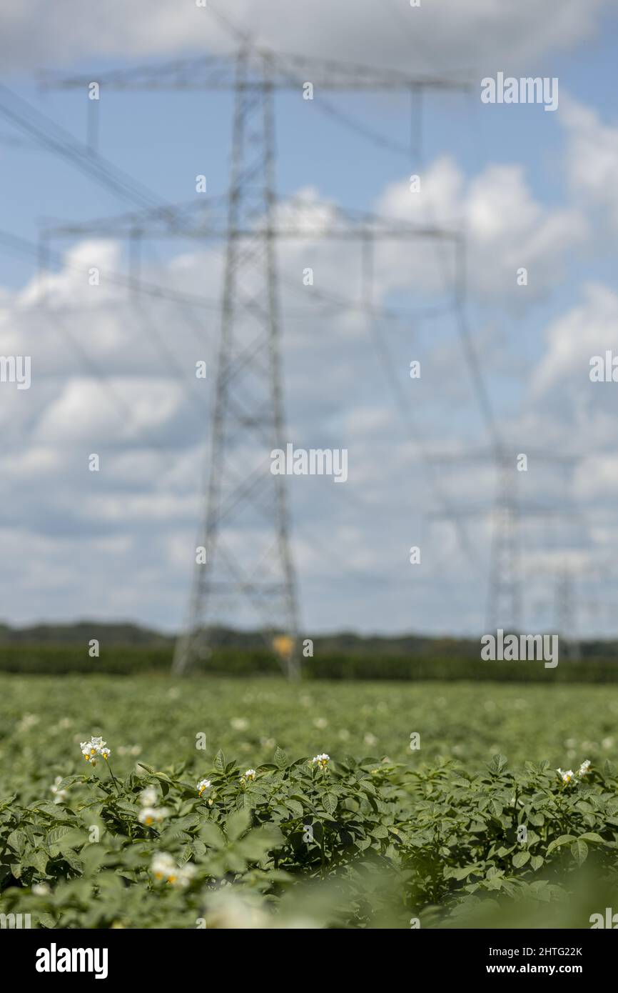 Agriculture potato farmland with electricity towers Stock Photo