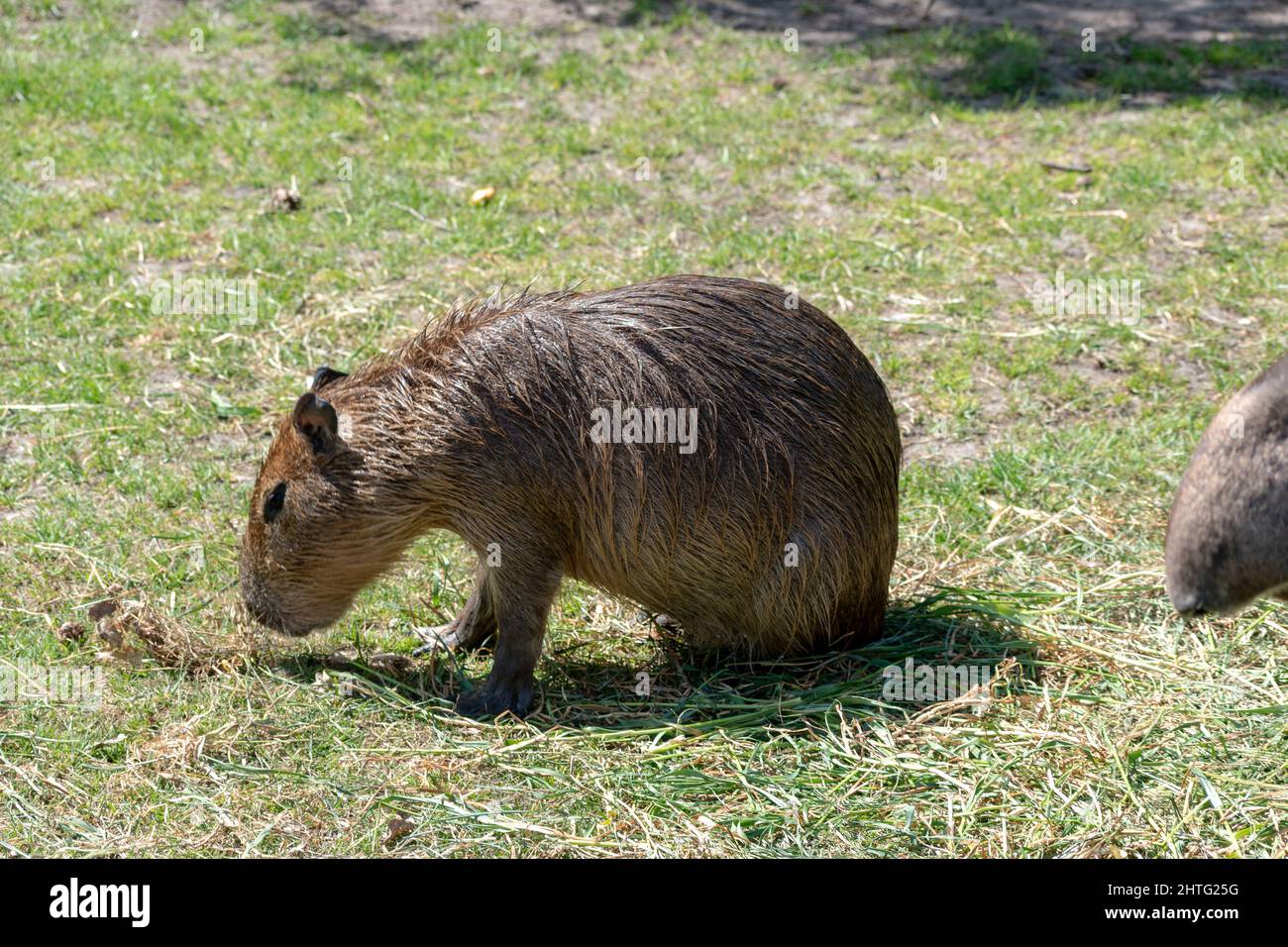 Capybara close shot hi-res stock photography and images - Alamy
