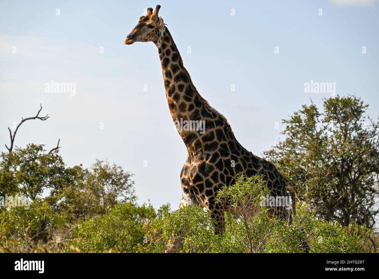 Giraffe standing our above trees Stock Photo