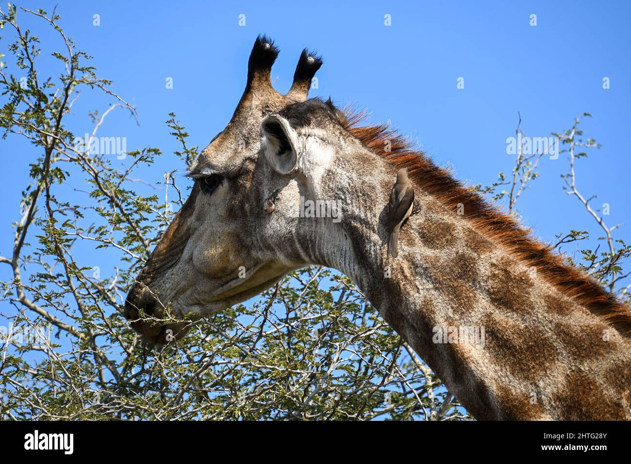 Head of giraffe grazing Stock Photo
