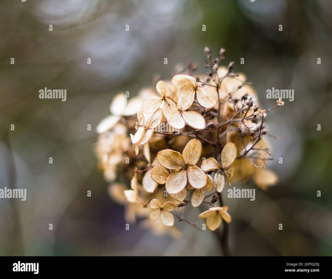 Dried out hortensia bloom hires stock photography and images Alamy