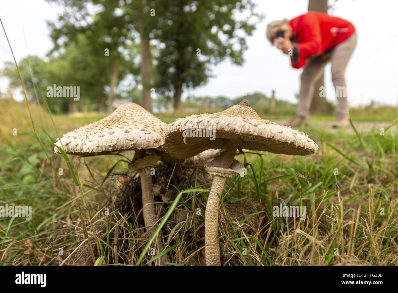 Large Parasol Mushroom on side of the road Stock Photo Alamy