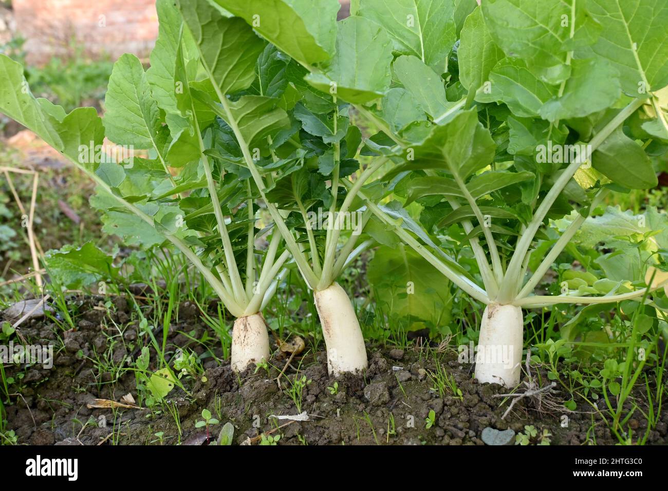 Radishes Ripe Closeup of a bunch of ripe white radish with green plant and leaves ...