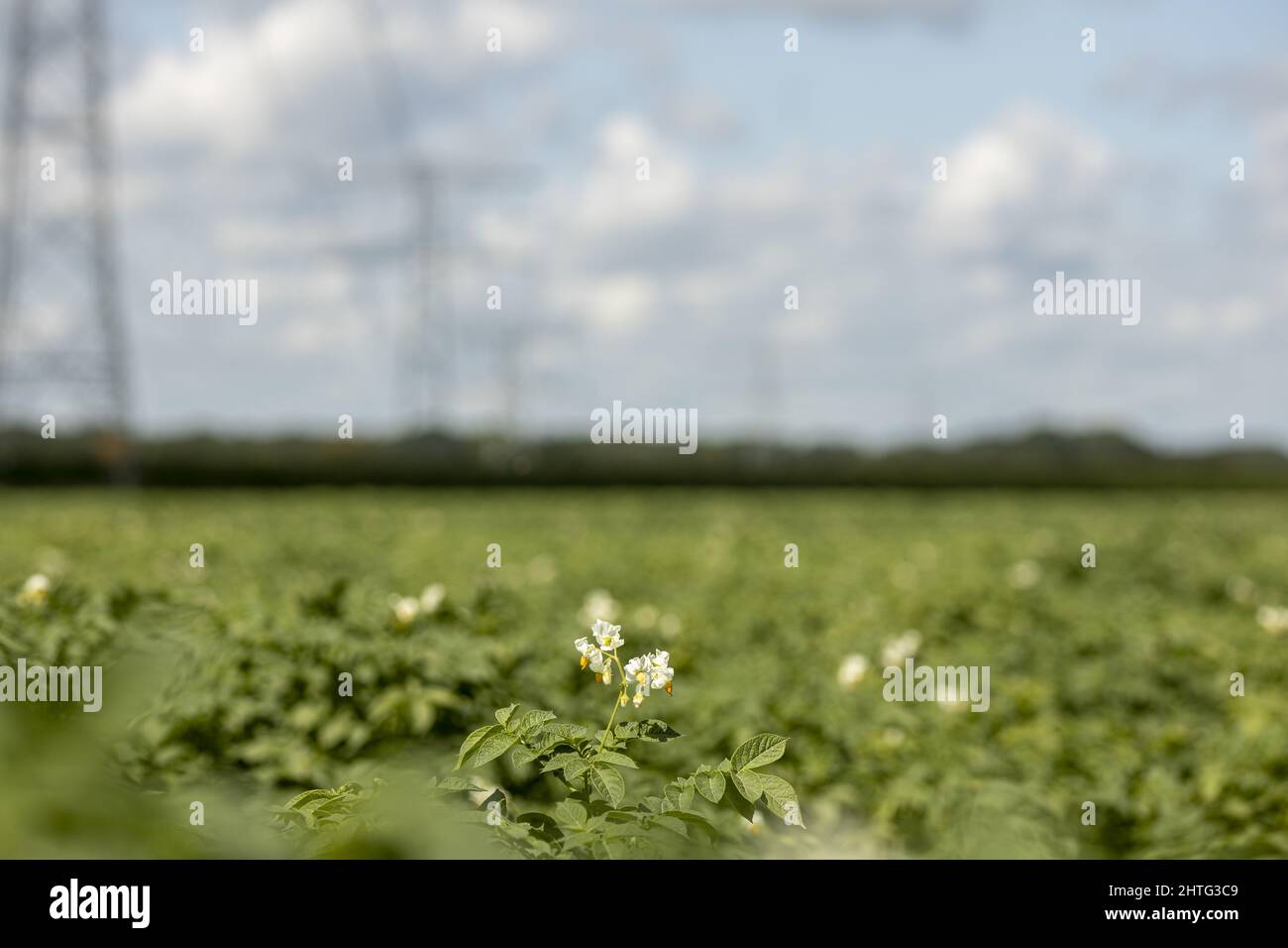 Flowering potato plants in farmland field Stock Photo