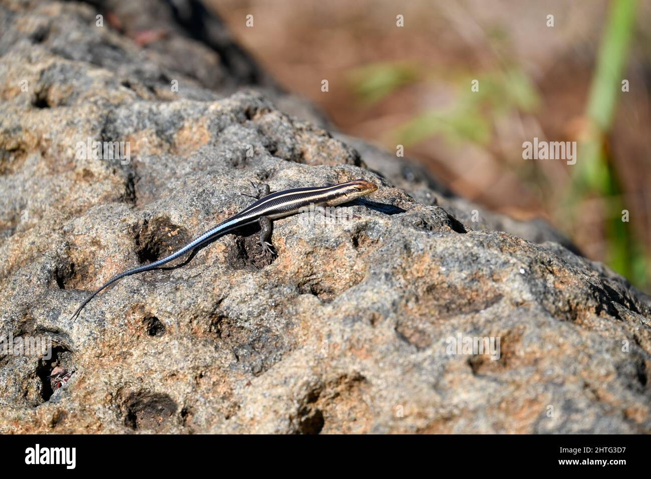 Bluetailed scrub lizard on rock Stock Photo Alamy