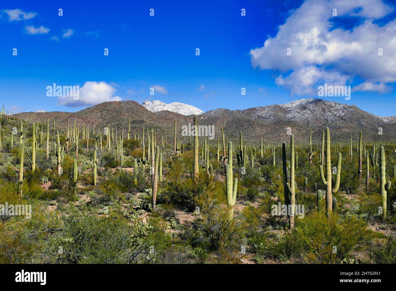 1,157 imágenes, fotos de stock, objetos en 3D y vectores sobre Saguaro snow