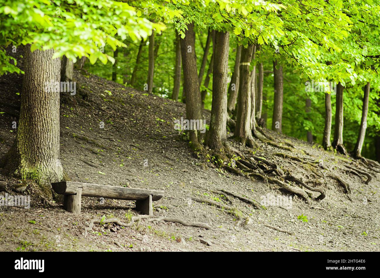 Wooden bench in a forest with trees Stock Photo - Alamy
