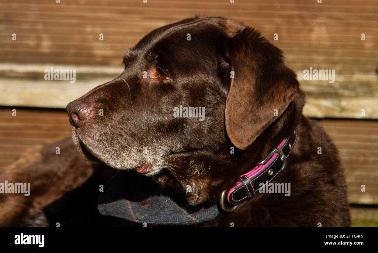 Old boy lazing in the sun Stock Photo