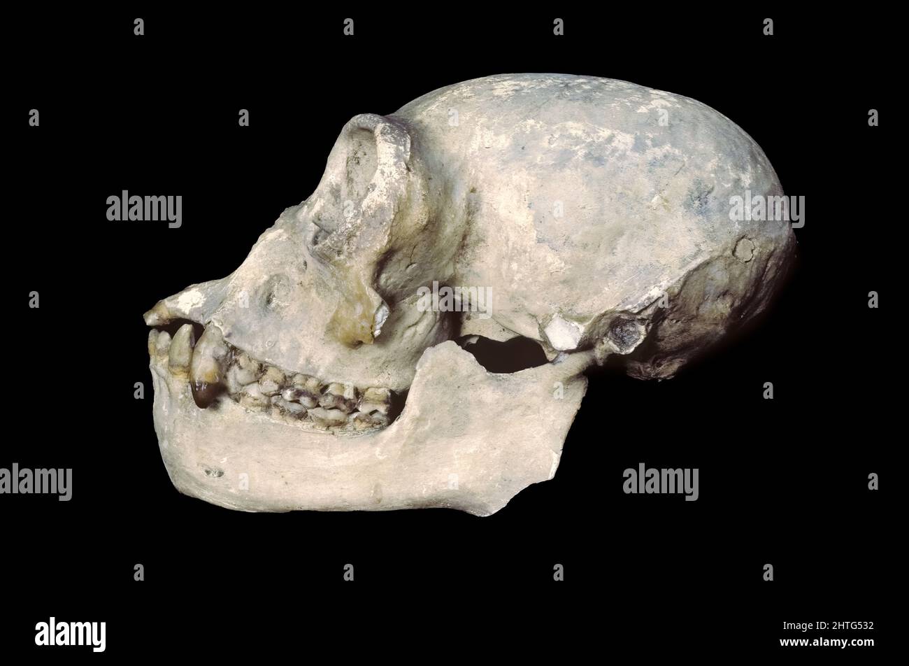 Gibbon skull Stock Photo