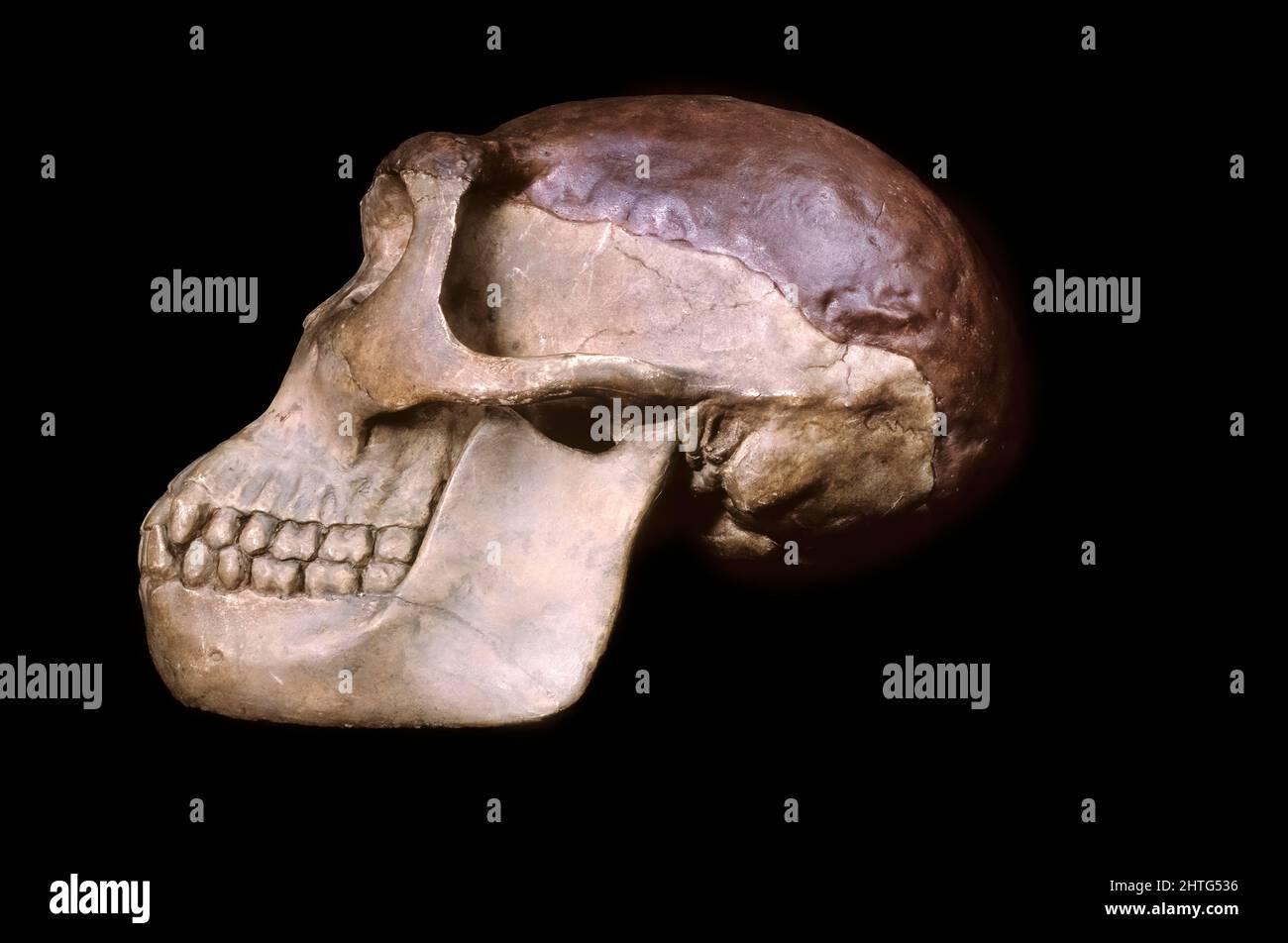 Java Man (Homo erectus) Skull, Pithecanthropus Stock Photo
