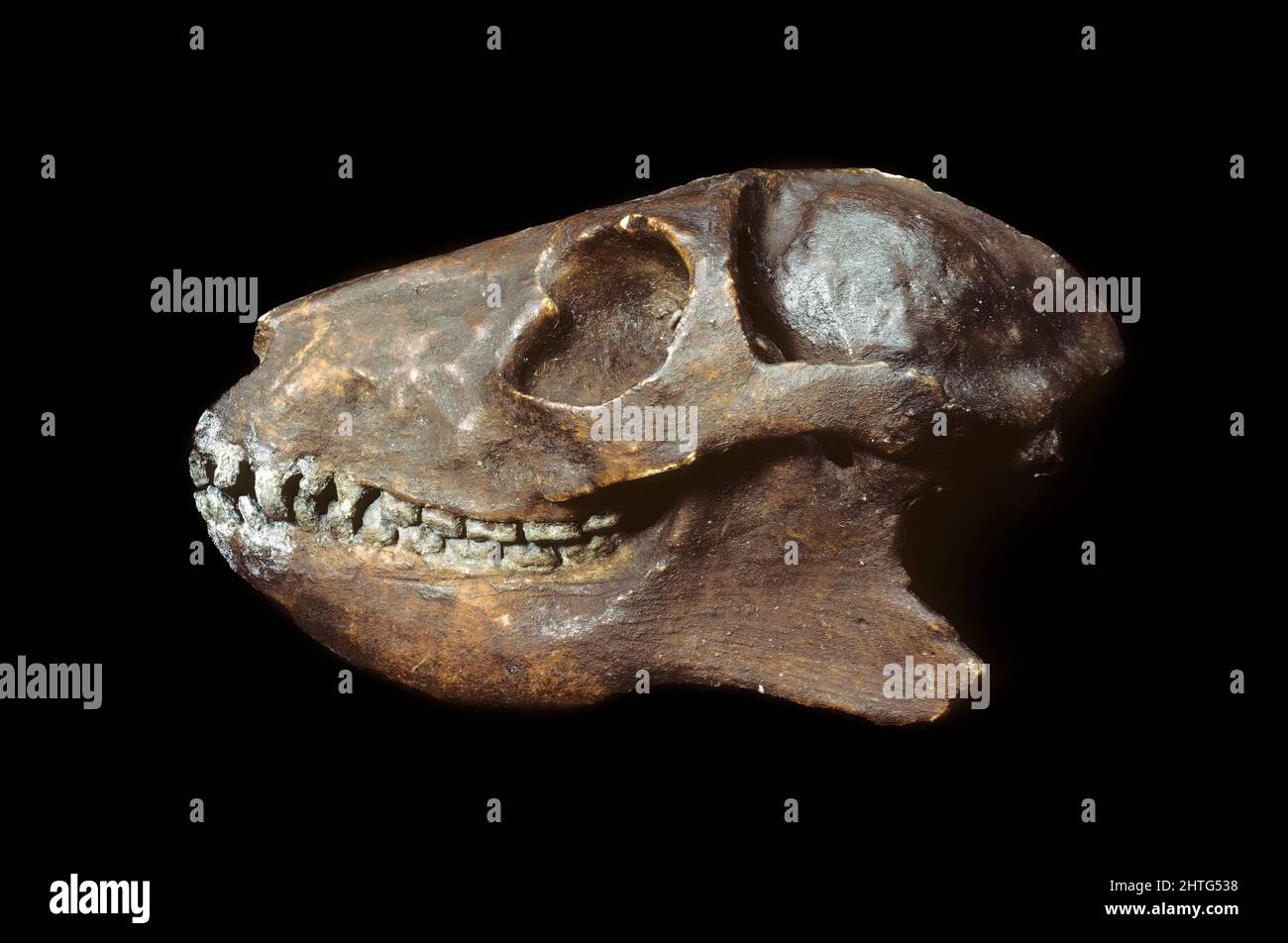 Notharctus (Primitive North American Lemur), Eocene Period Stock Photo