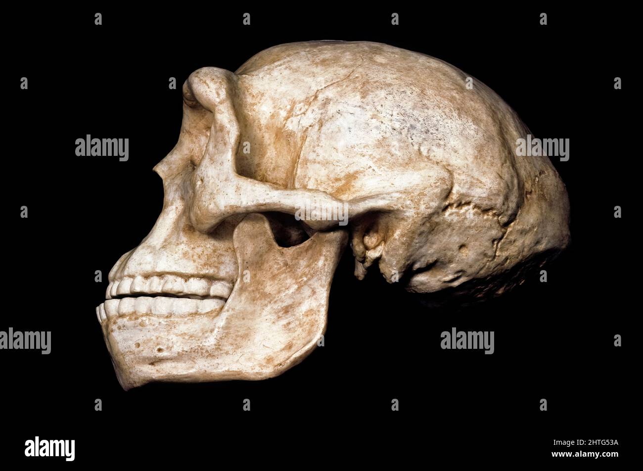 Peking Man (Sinanthropus pekinensis), Homo Erectus Stock Photo