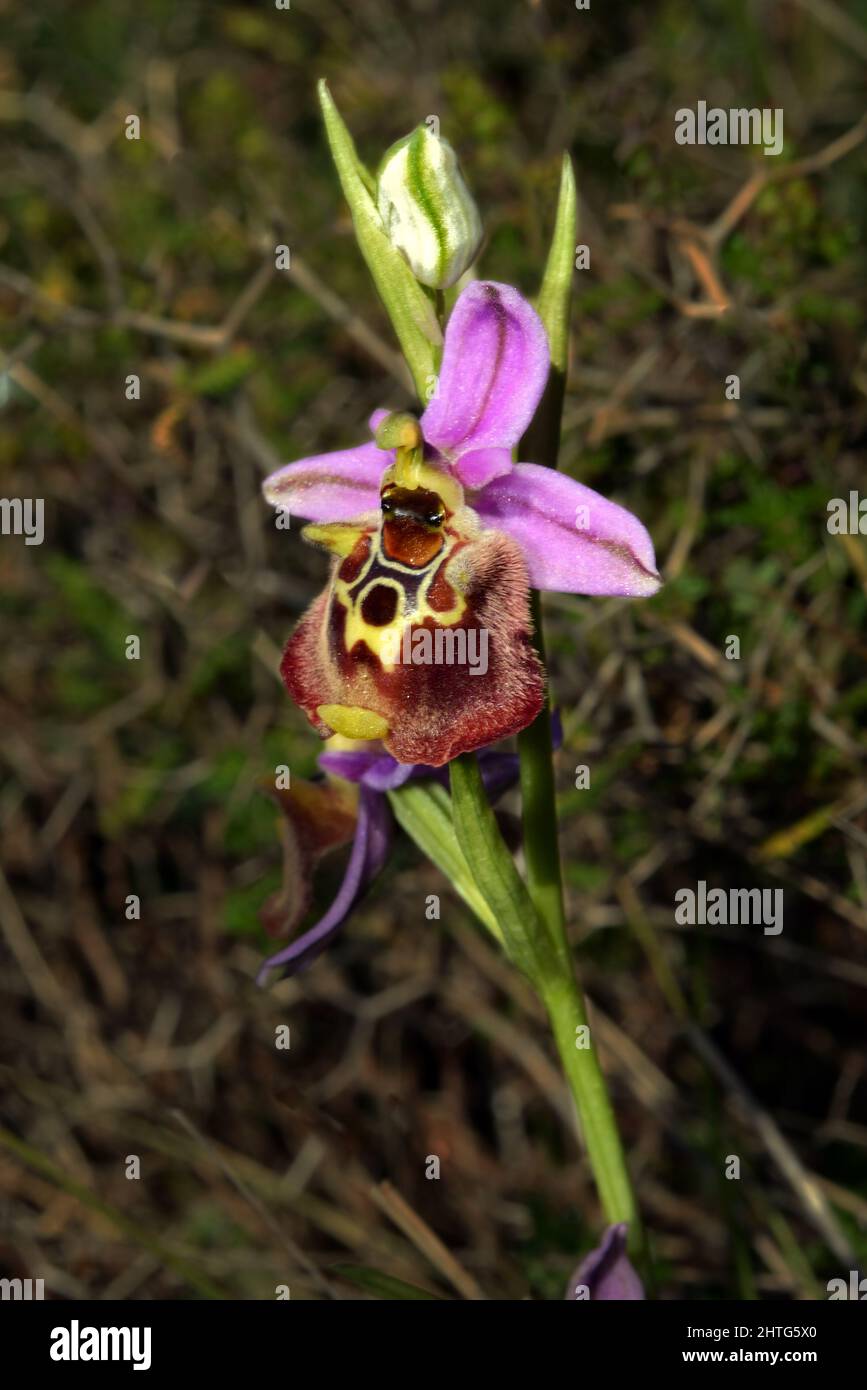 Ophrys fuciflora (late spider-orchid) is widespread across much of Europe where it can be found in calcareous grassland but it is rare in the UK. Stock Photo