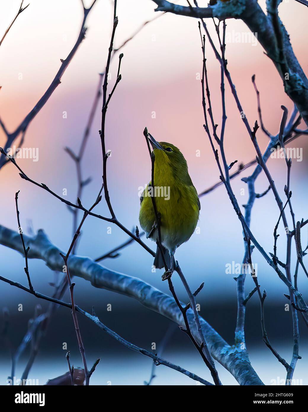 Yellow-throated Vireo dining on tree buds in November Stock Photo