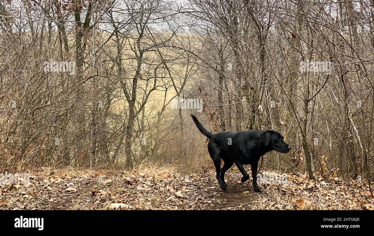 A view of a Black Labrador walking on a yellow dry grass on a cloudy ...