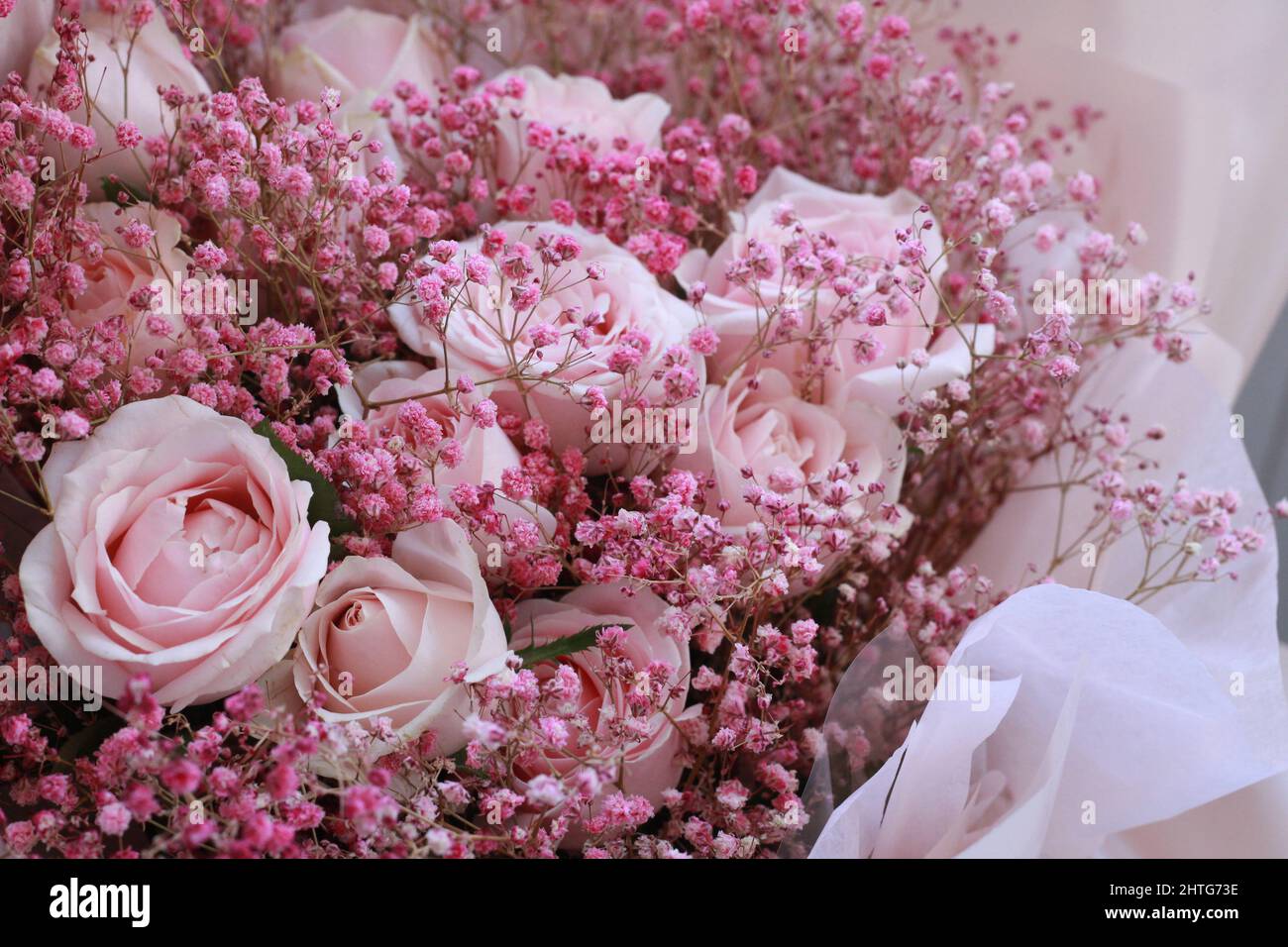 Beautiful Pink Roses Stock Photo Alamy Beautiful Pink Roses Stock Photo Alamy