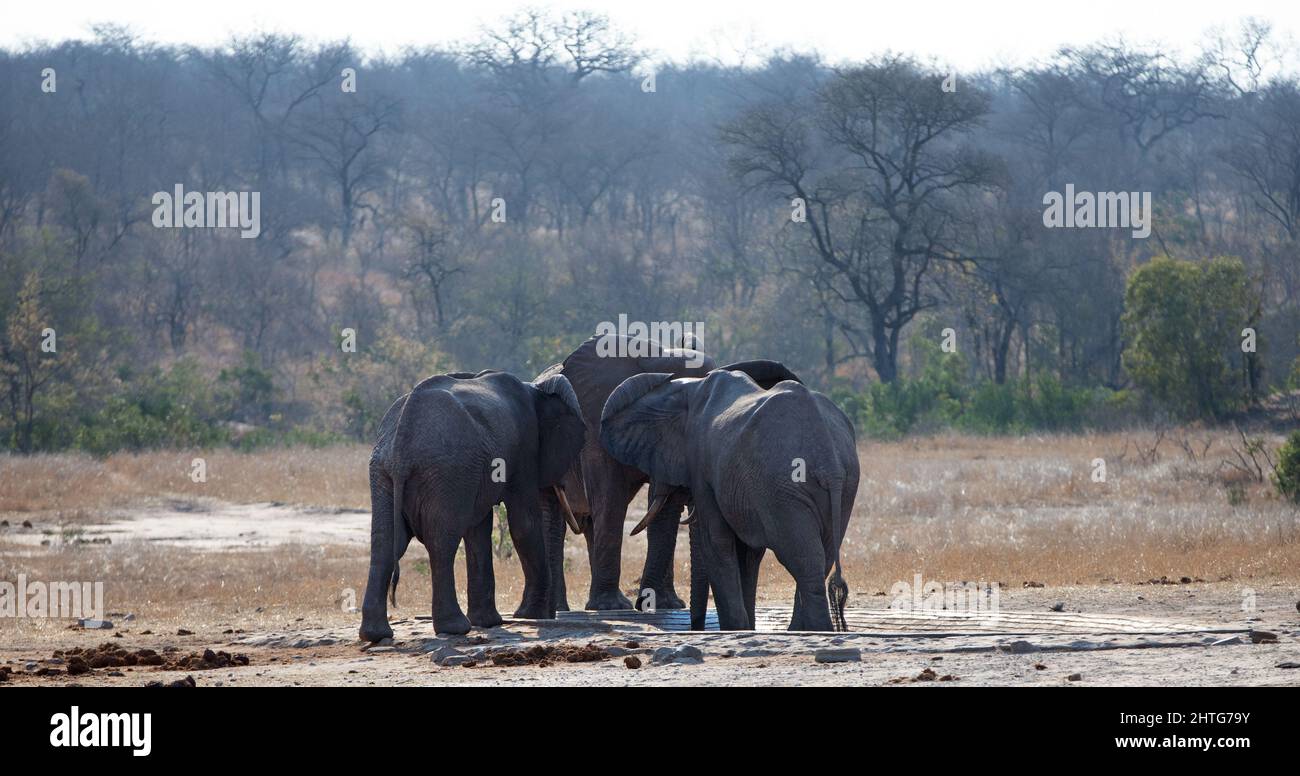 African Elephant herd at the man made water hole in Kruger National Park in South Africa RSA Stock Photo