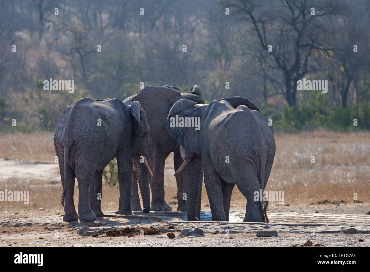 African Elephant herd at the water hole in Kruger National Park in South Africa RSA Stock Photo
