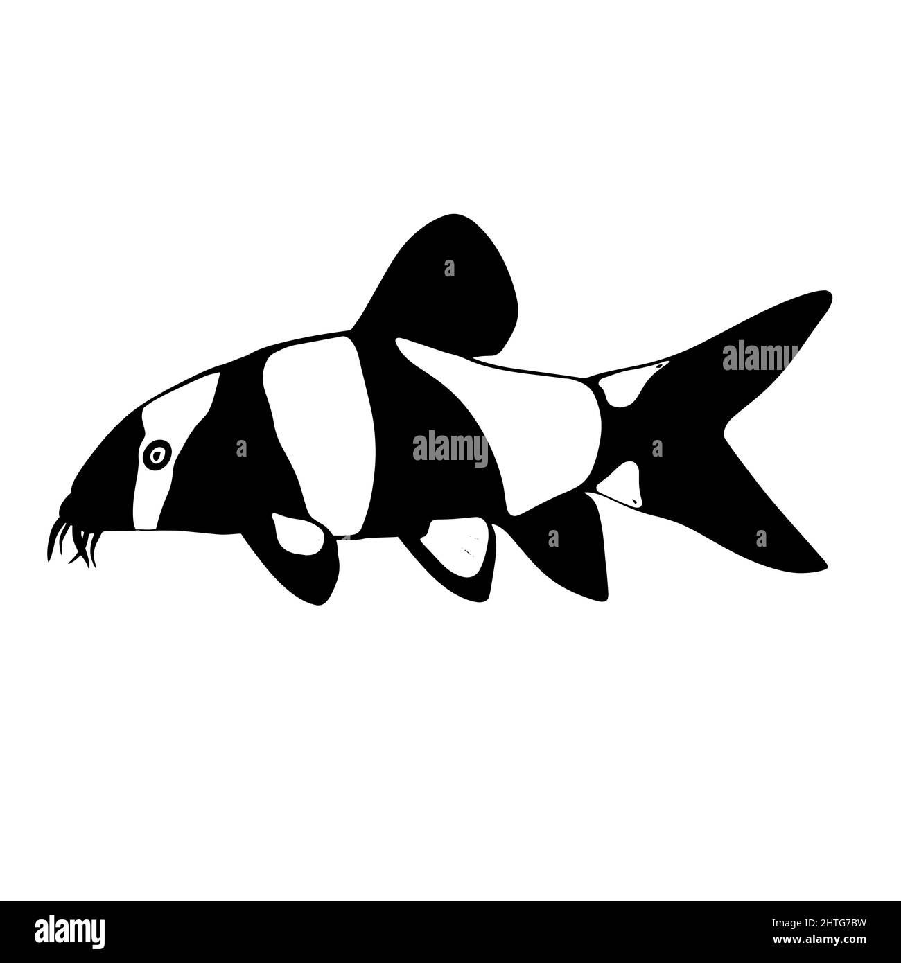 Loach catfish Black and White Stock Photos & Images - Alamy