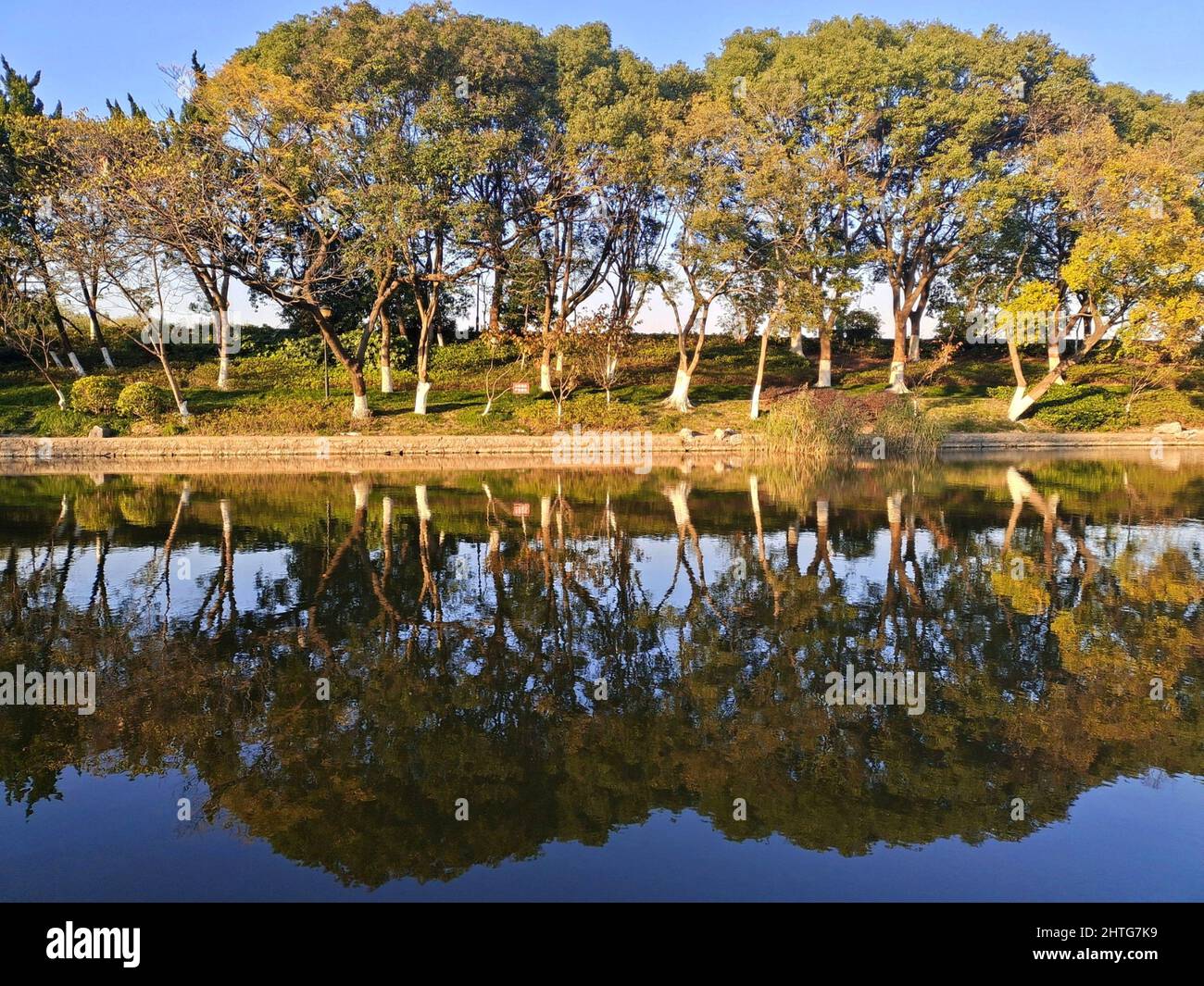 Tree reflections in the lake Stock Photo - Alamy