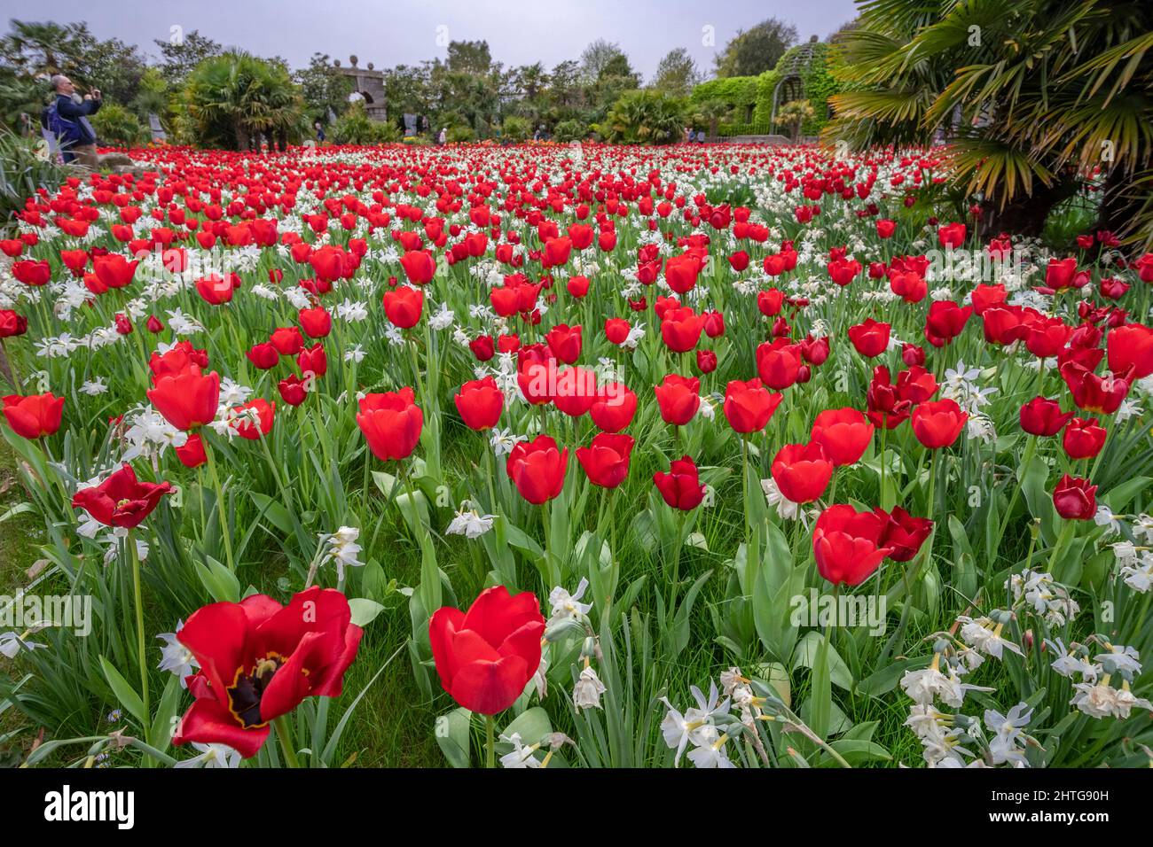 Arundel Castle Tulip Festival showing a magnificent display of red tulips in april - Arundel, West Sussex, England Stock Photo