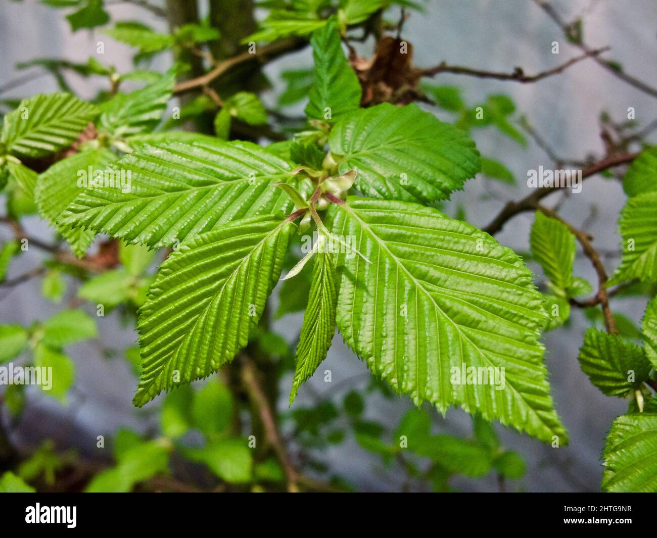 Branch of Hornbeam tree with fresh green leaves in spring. Stock Photo