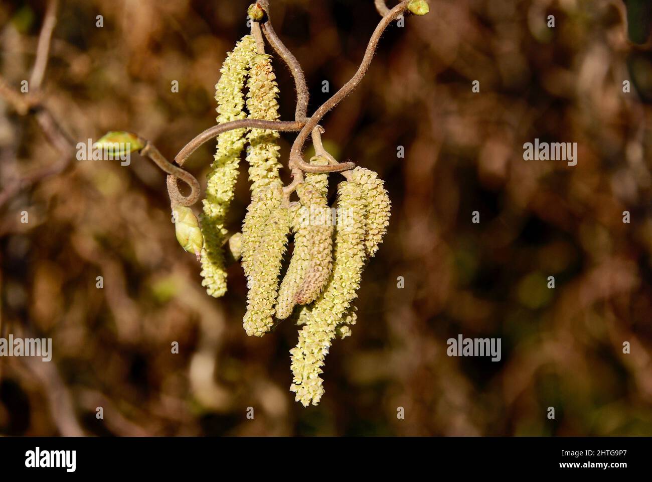 Yellow male catkins hanging on the Corkscrew Hazel tree twig against