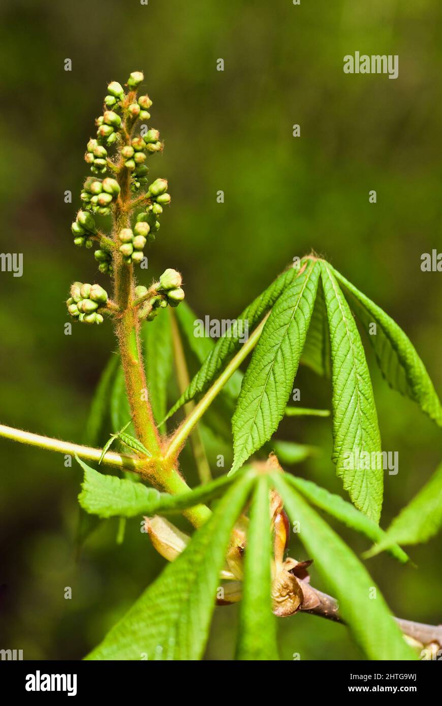 Horse Chestnut tree branch with flower bud and fresh green leaves in spring Stock Photo Alamy