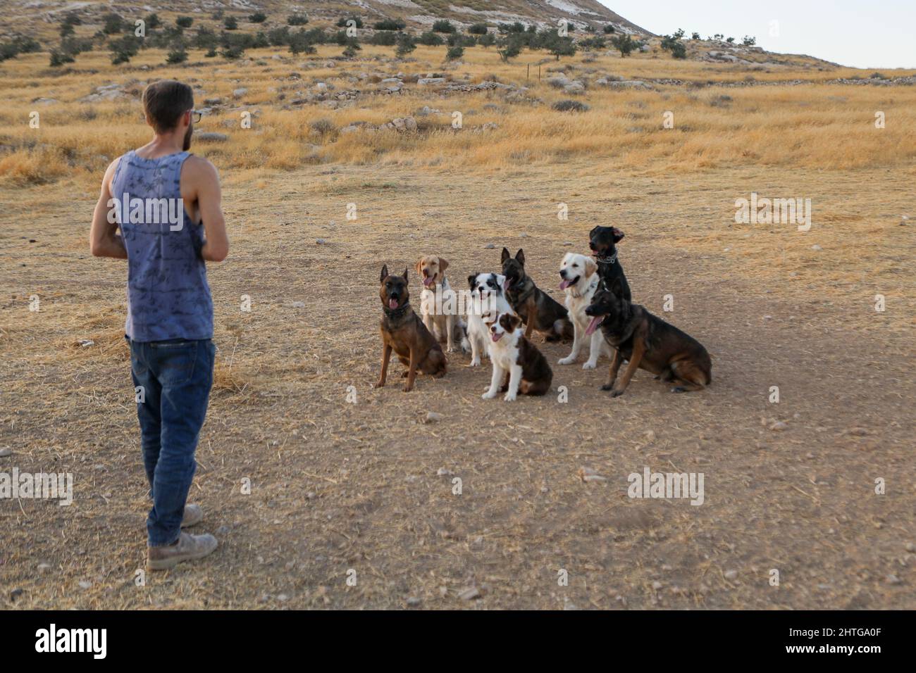 Trains dogs and a group of different dogs Stock Photo - Alamy