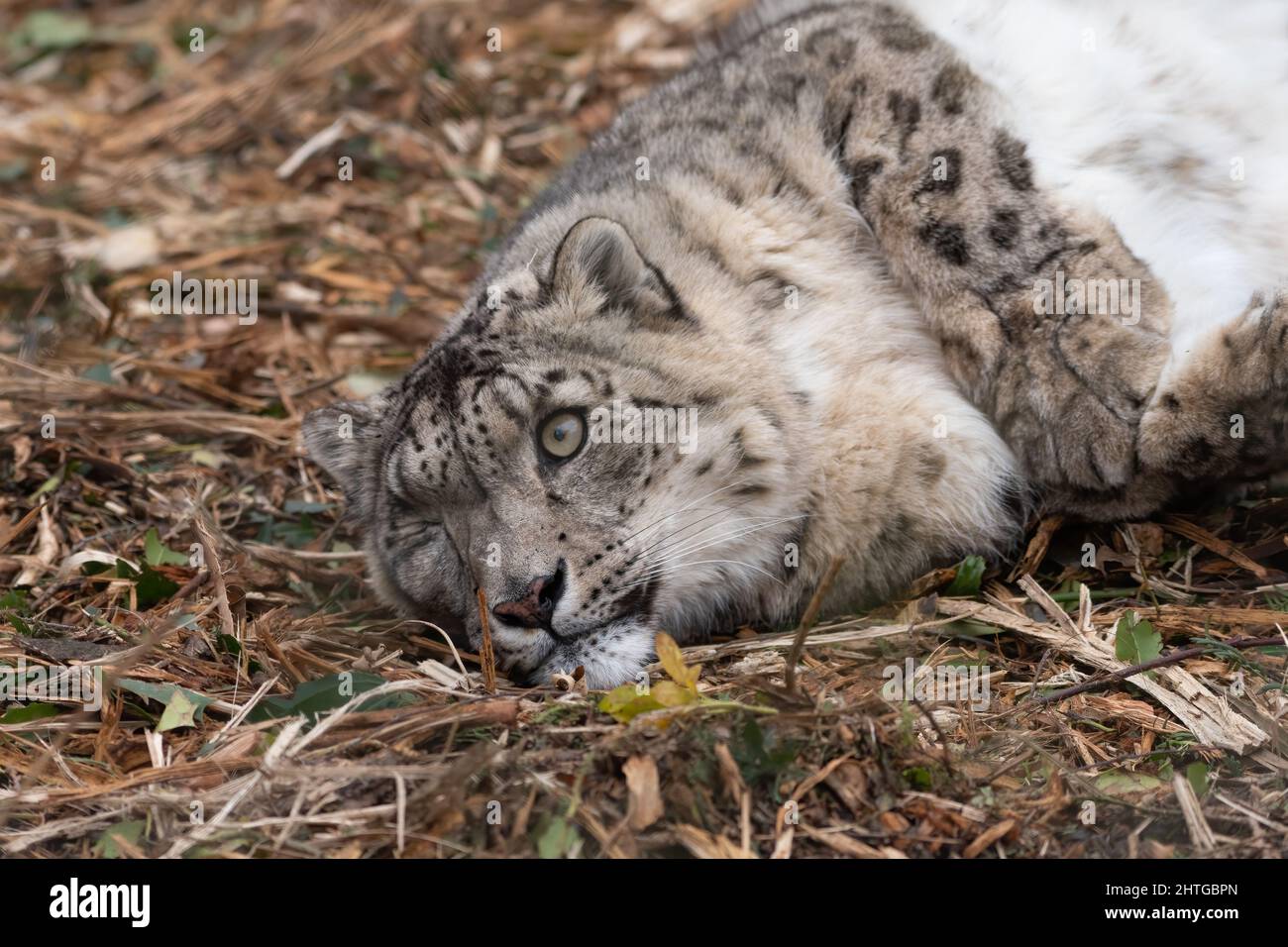 Snow leopard rolling on the ground. Playful big cat. Stock Photo