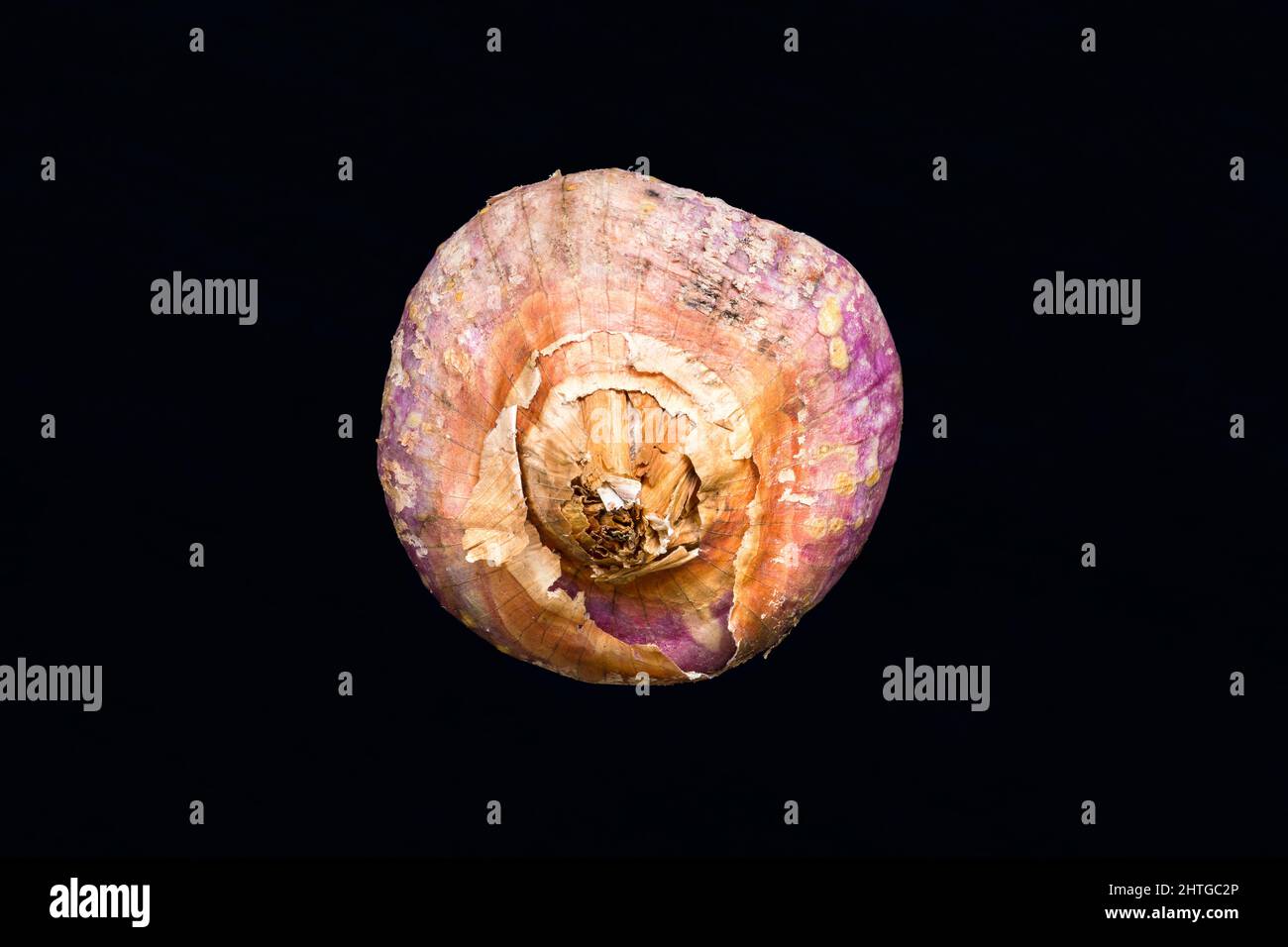 Brown and purple shallot, Allium Cepa onion, isolated on dark background Stock Photo