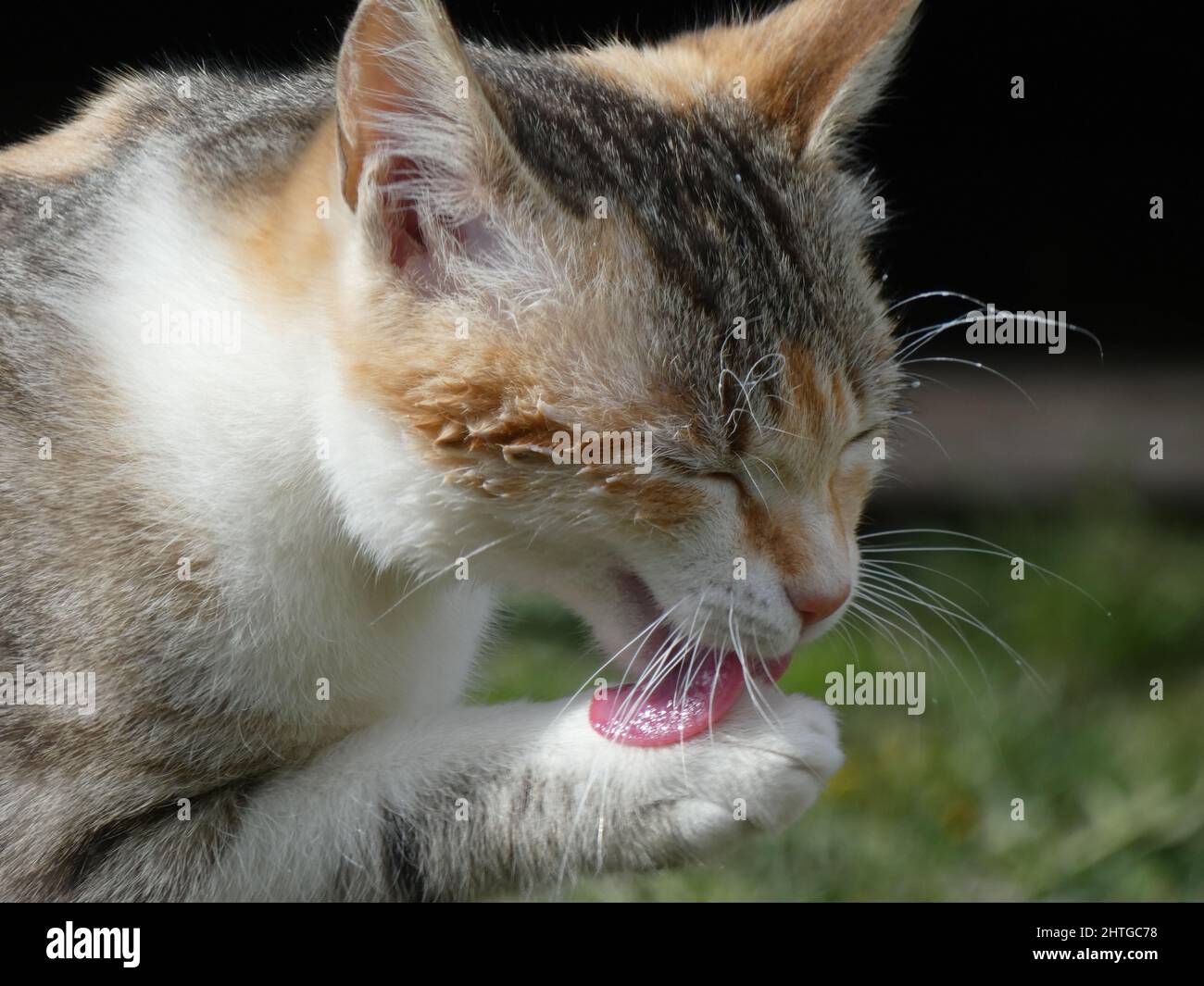 Cat Licking Paw Hi res Stock Photography And Images Alamy Cat Licking Paw Hi res Stock Photography And Images Alamy