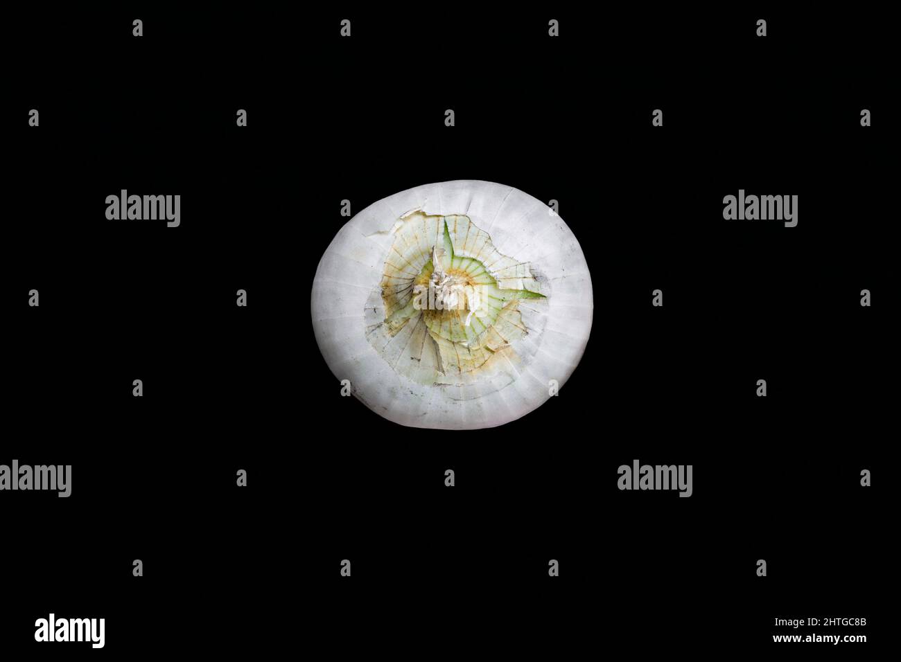 White onion isolated on dark background Stock Photo
