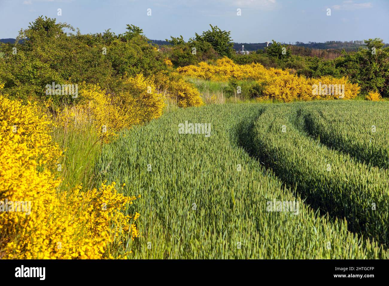 Cytisus scoparius, the common broom or Scotch broom yellow flowering in
