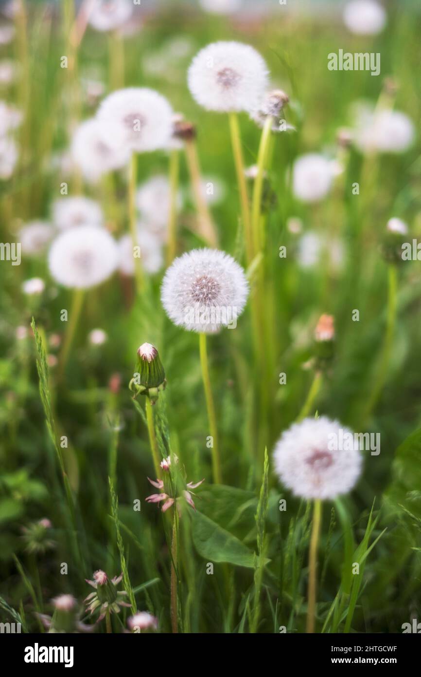Fluffy white plants hires stock photography and images Alamy