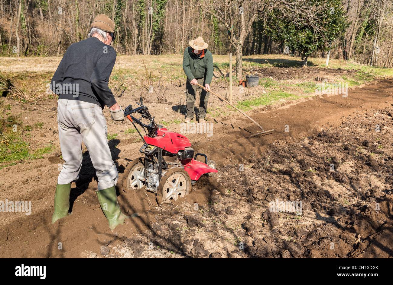 Two elderly men tilling ground soil with a rototiller in the garden ...