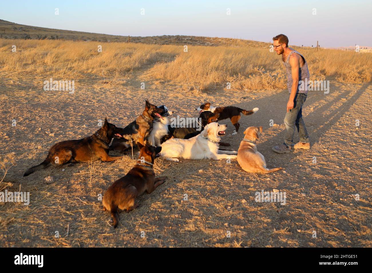 Trains dogs and a group of different dogs Stock Photo - Alamy