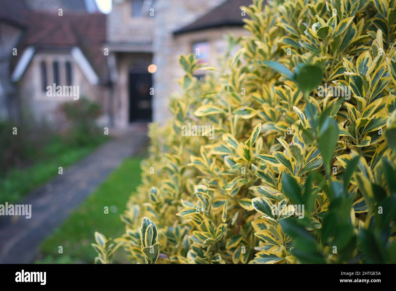 Close-up hot of Euonymus japonicus plant in the front yard of a house on blurred background Stock Photo