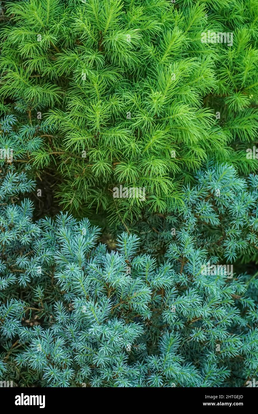 Green and blue spruce needles texture wallpaper, green natural background Stock Photo